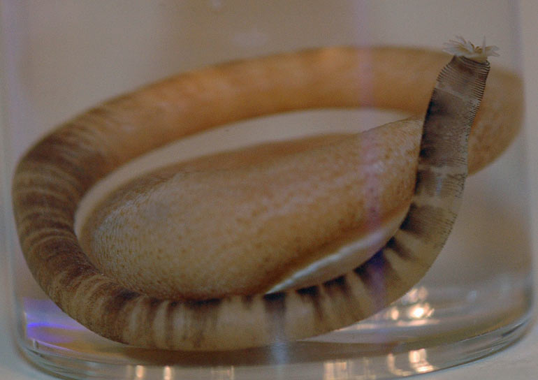 naked_peanut_worm.jpg