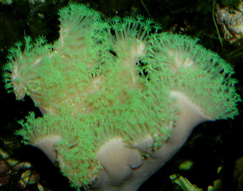 sarchophyton_green.jpg