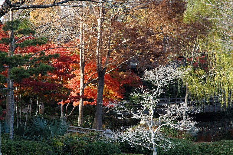 trees_varying_colors.jpg