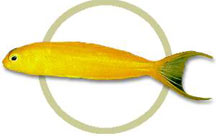 pw71718canary_blenny_fiji.jpg