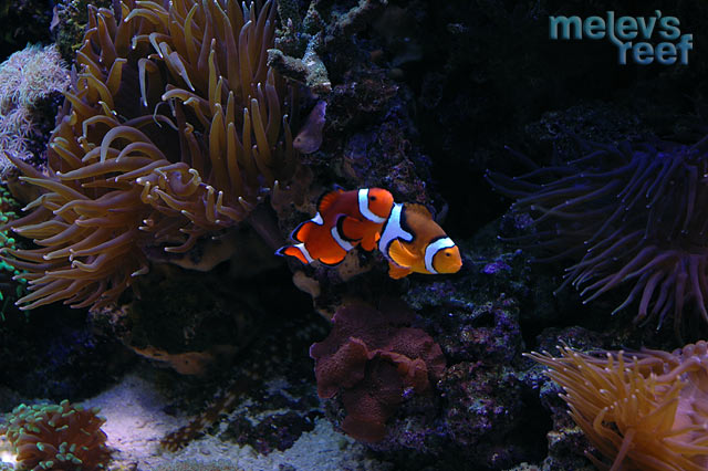 clowns_d70.jpg