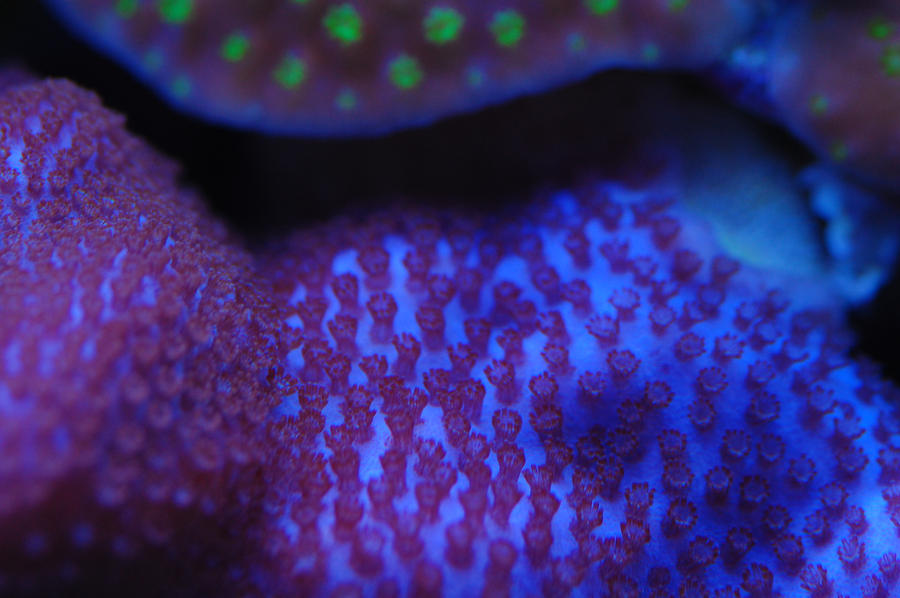 Purple_Haze_Montipora_Macro_by_Logzor.jpg