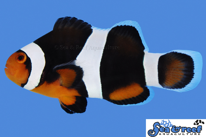 s&r-black-photon-clownfish.jpg