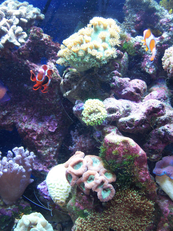 Tank_close_up_pagoda_coral_by_LilleahWest.jpg