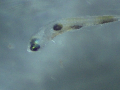 GBG_204_2.jpg