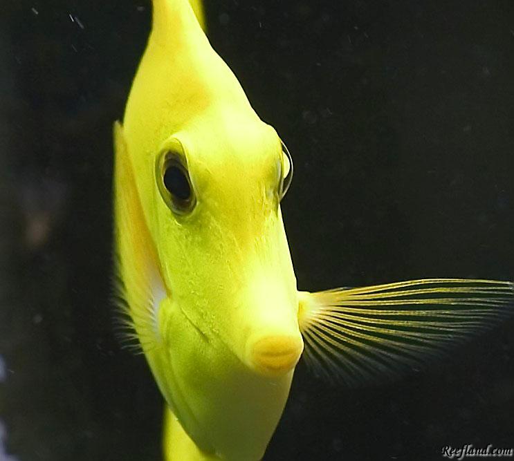 Yellowtang_original.jpg