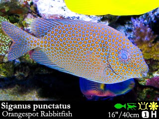 Siganus_punctatus.jpg