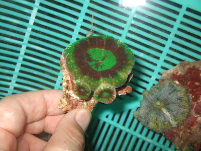 coral+pics+044.jpg