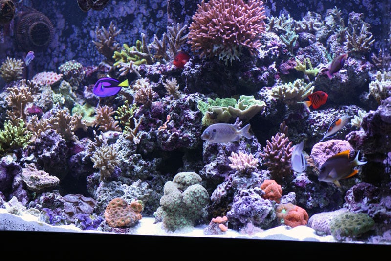fish-078.jpg