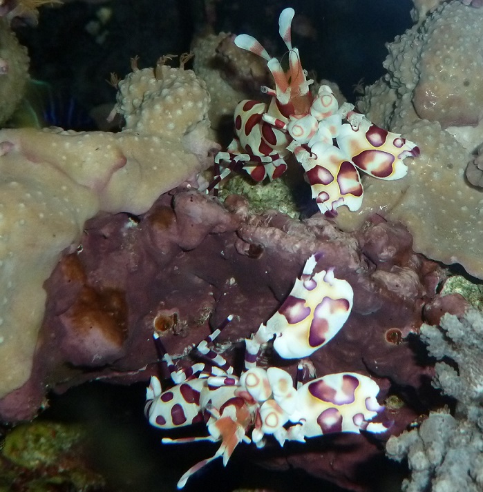 HarlequinShrimp2012.JPG