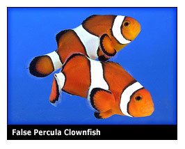 falsepercula.jpg
