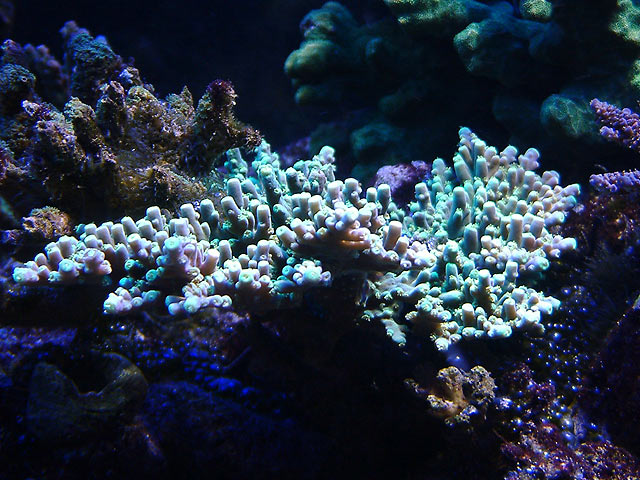 tabling_green_acro_0707.jpg