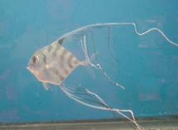 African_Pompano.jpeg