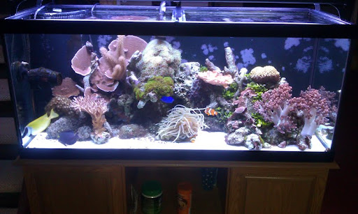 Tank%2525201.jpg