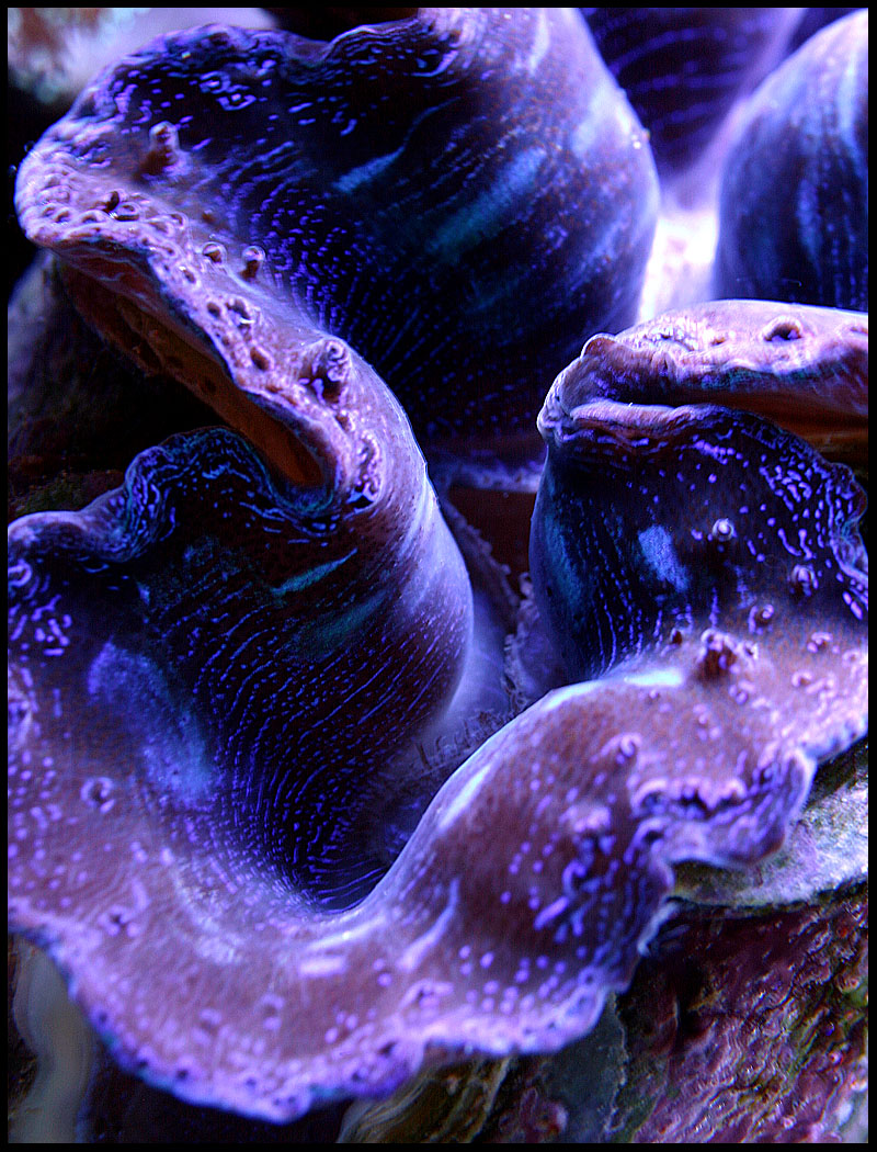 663_clam.jpg