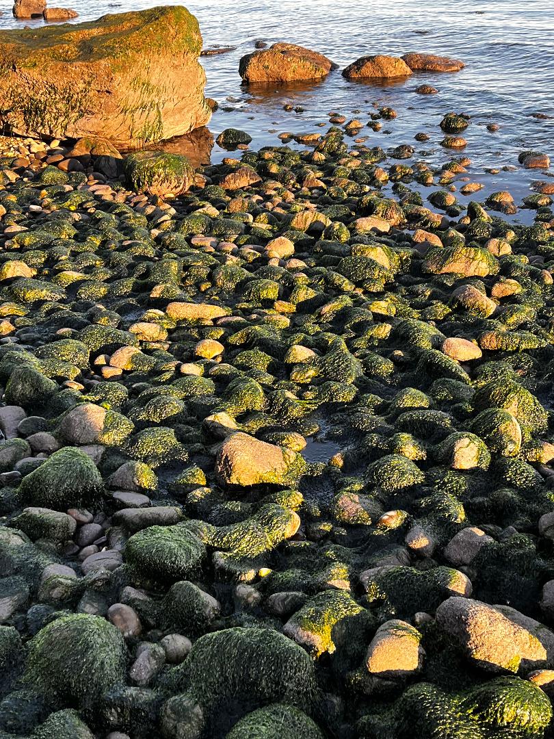 Algae rocks.jpg