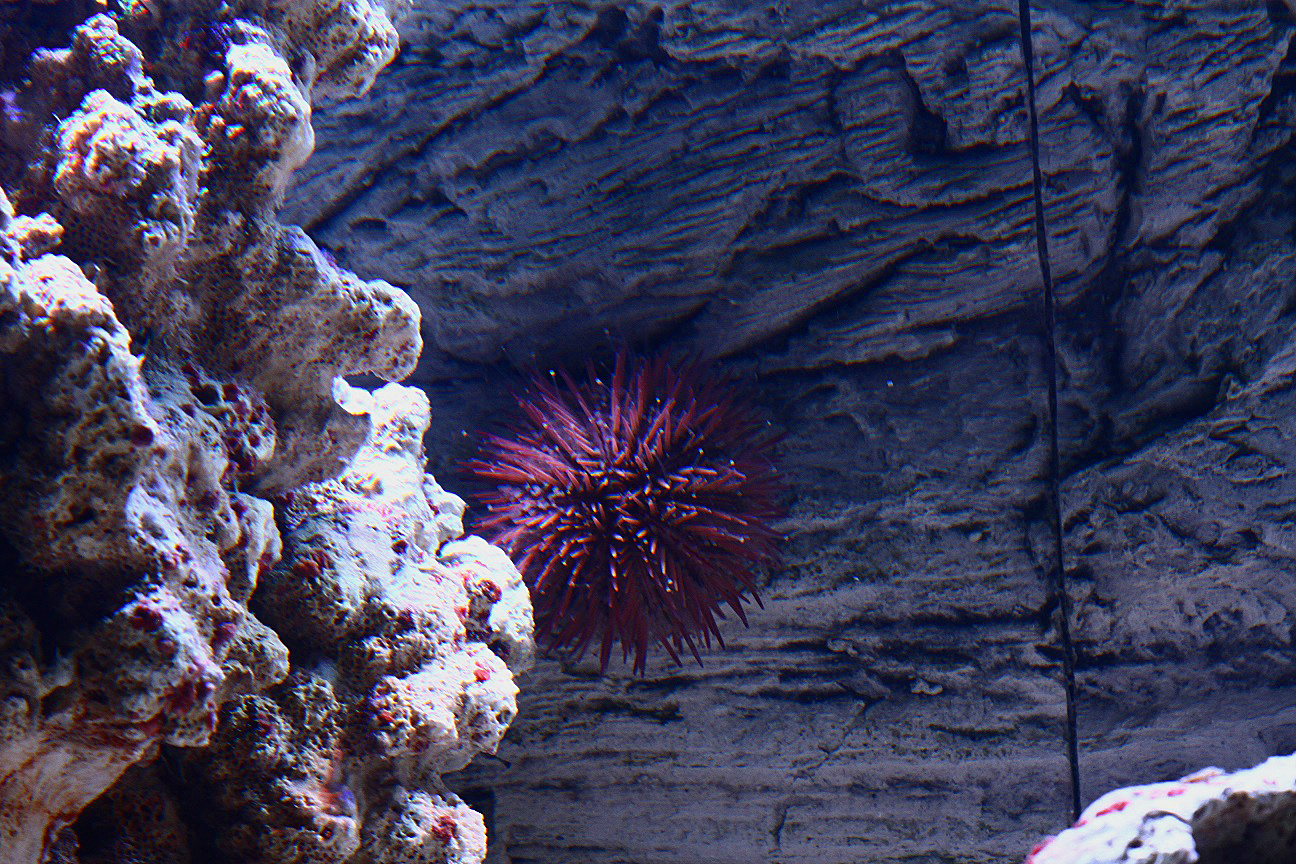 urchin.JPG