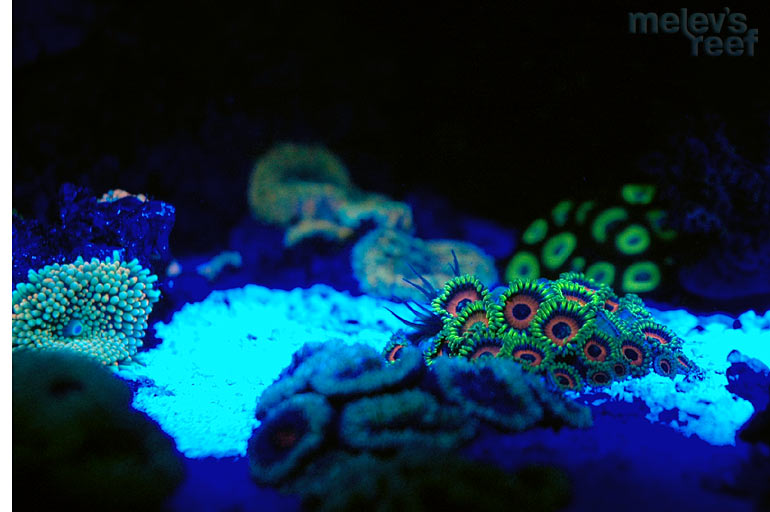 nano_leds_eagle_zoas.jpg