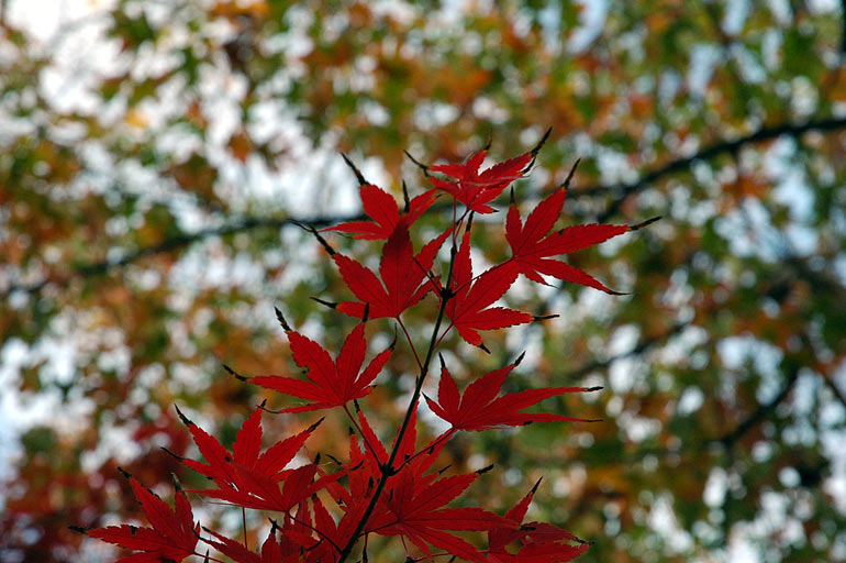 red_leaves_o.jpg