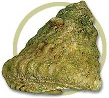 pw86499atsrea_snail.jpg