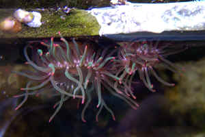 colorful_anem_id_wwm.jpg