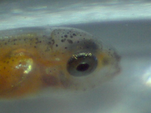 perc_91_3.jpg