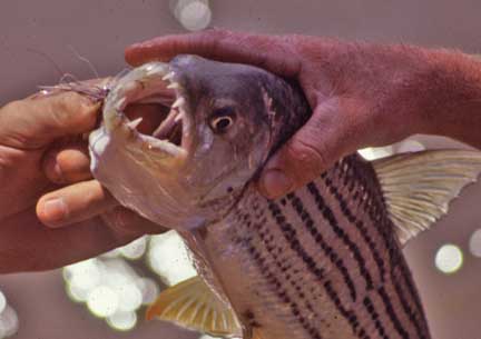 tigerfish.jpg