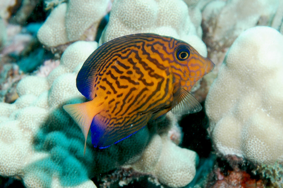 Chevron_tang_1.jpg