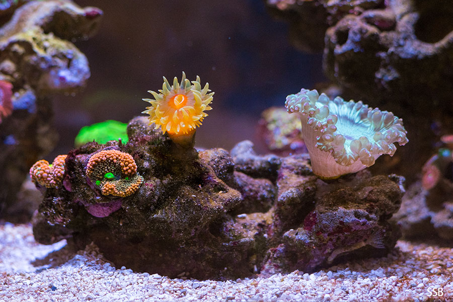 pico_20131217_2a.jpg
