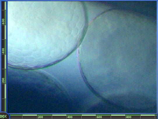 RSB_egg_0_7_200x.jpg