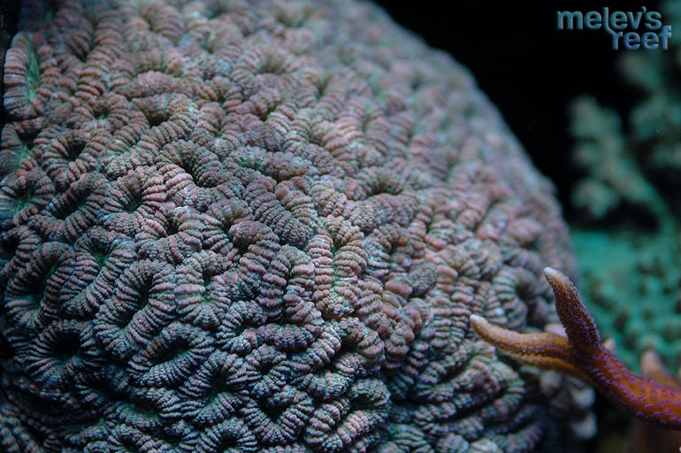 td_mooncoral.jpg