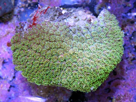 ebaycoral4.jpg