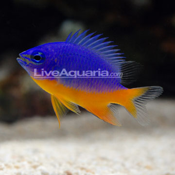 p-88962-Azura-Damsel.jpg