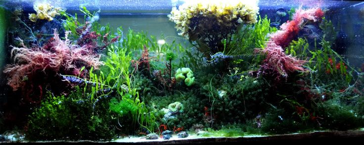 5df35f020d96966a2ad1519fd90c42ec--aquascaping-seaweed.jpg