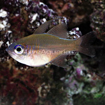 p-90101-cardinalfish.jpg