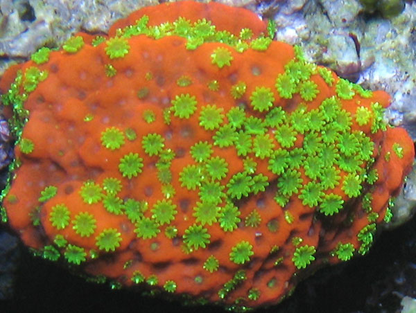 limitededition_sunsetcoral.jpg