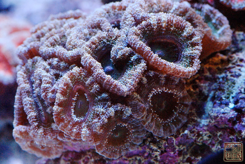 D2X_9489.jpg