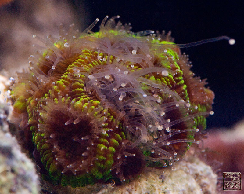 kong's_eye_favia_040708.jpg