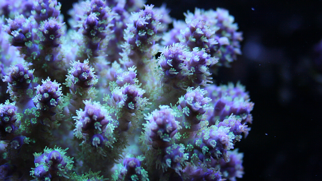 Electricgreenpurpleacroclose208162008.JPG