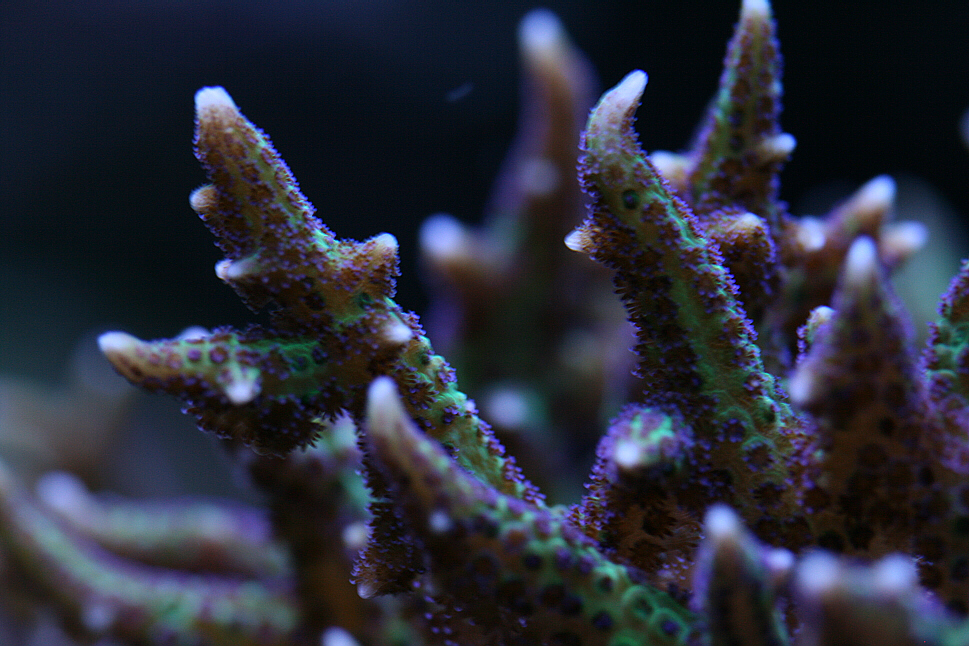 birdsnest 06252010.JPG