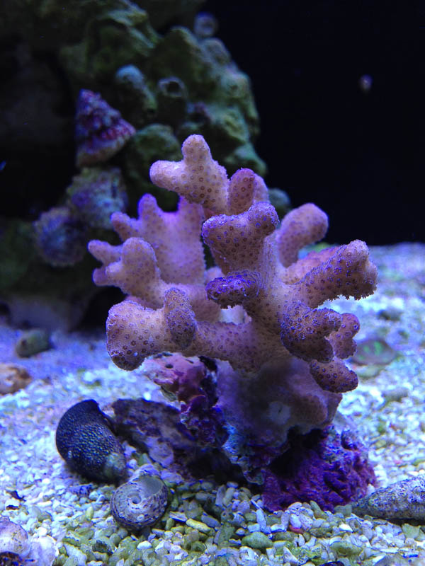 Reef_081614_140.jpg