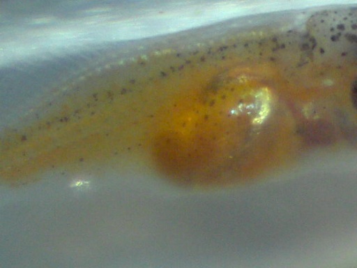 perc_91_4.jpg