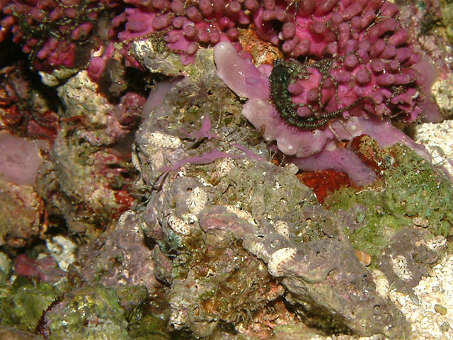 chitons.jpg