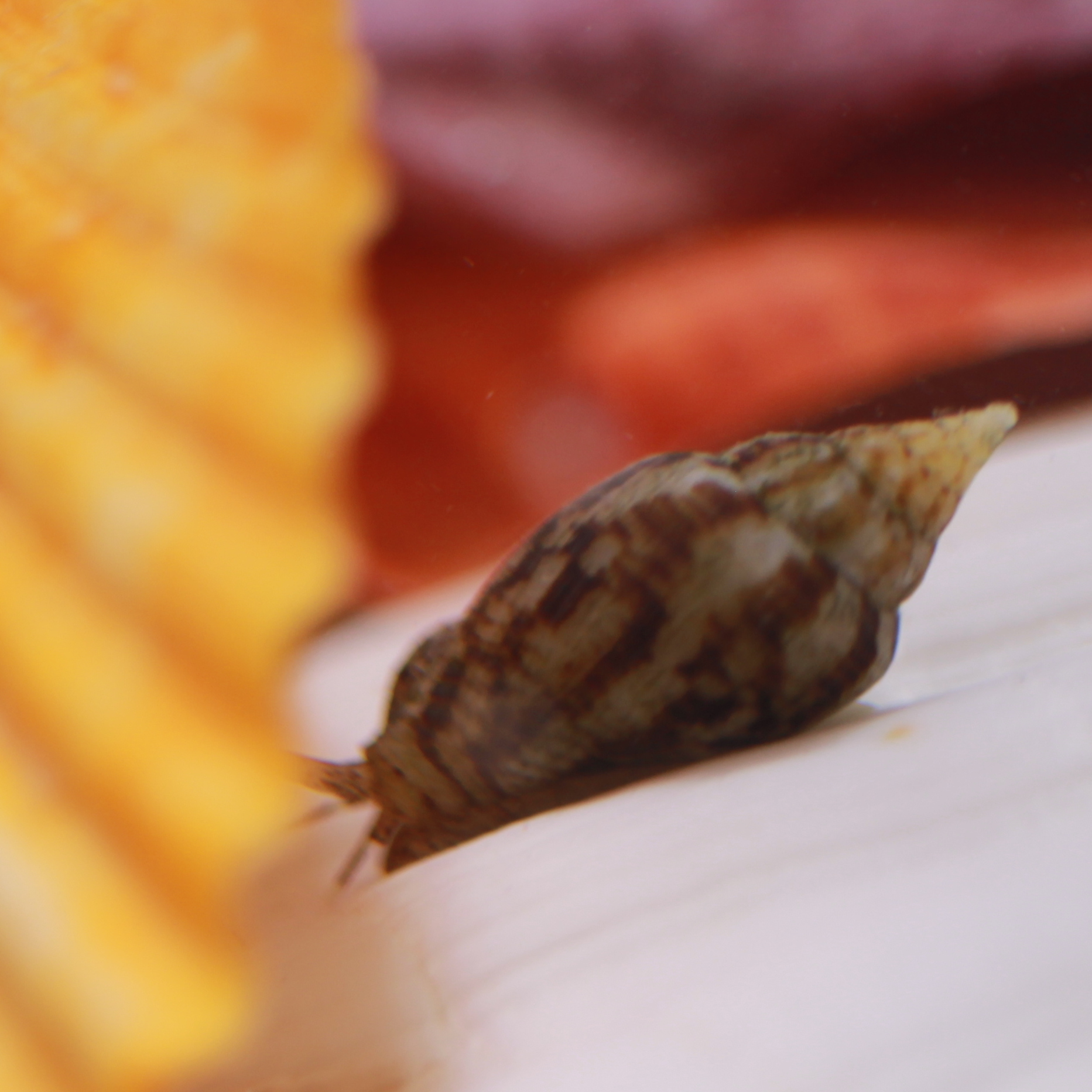 www.reefcleaners.org