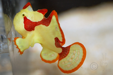 Frogfish4-10-12.jpg