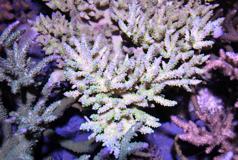 under-orphek-light-LED.jpg