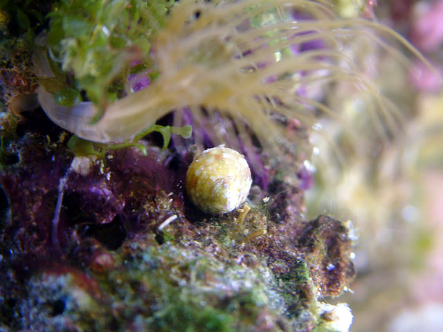 snail_eating1.jpg