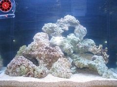 2632998336_cc7b1f0555_m.jpg