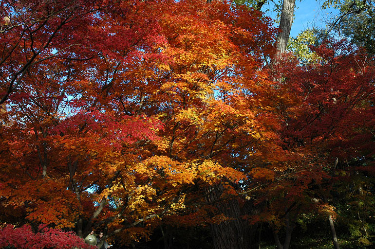tree_highlighted.jpg