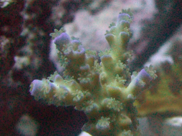 166153Acro_borealis01-med.jpg